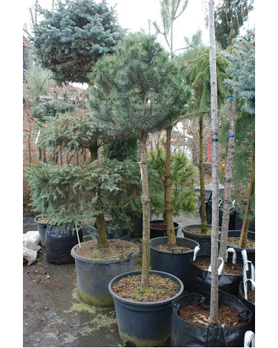 Сосна гірська Гном на штамбі |Сосна горная Гном на штамбе | Pinus mugo Gnom on shtambe