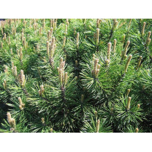 Сосна гірська Гном на штамбі |Сосна горная Гном на штамбе | Pinus mugo Gnom on shtambe