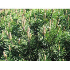 Сосна гірська Гном на штамбі |Сосна горная Гном на штамбе | Pinus mugo Gnom on shtambe