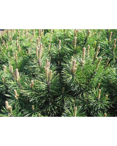 Сосна гірська Гном на штамбі |Сосна горная Гном на штамбе | Pinus mugo Gnom on shtambe