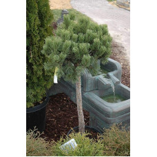 Сосна гірська Гном на штамбі |Сосна горная Гном на штамбе | Pinus mugo Gnom on shtambe