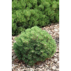 Сосна гірська Хейдеперле / Сосна Хейдеперле | Pinus mugo Heideperle | Сосна горная Хейдеперле / Сосна Хейдеперле