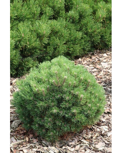 Сосна гірська Хейдеперле / Сосна Хейдеперле | Pinus mugo Heideperle | Сосна горная Хейдеперле / Сосна Хейдеперле
