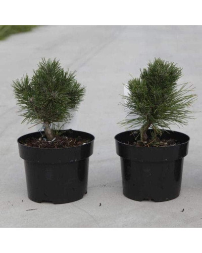 Сосна гірська Хейдеперле / Сосна Хейдеперле | Pinus mugo Heideperle | Сосна горная Хейдеперле / Сосна Хейдеперле