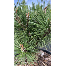 Сосна гірська Хейдеперле / Сосна Хейдеперле | Pinus mugo Heideperle | Сосна горная Хейдеперле / Сосна Хейдеперле