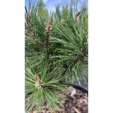 Сосна гірська Хейдеперле / Сосна Хейдеперле | Pinus mugo Heideperle | Сосна горная Хейдеперле / Сосна Хейдеперле