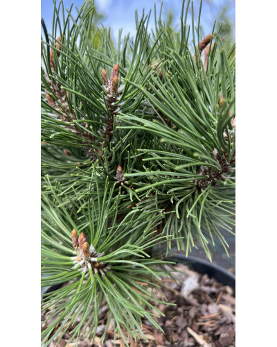 Сосна гірська Хейдеперле / Сосна Хейдеперле | Pinus mugo Heideperle | Сосна горная Хейдеперле / Сосна Хейдеперле