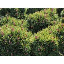 Сосна гірська Хейдеперле / Сосна Хейдеперле | Pinus mugo Heideperle | Сосна горная Хейдеперле / Сосна Хейдеперле