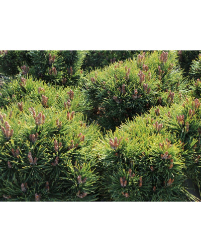 Сосна гірська Хейдеперле / Сосна Хейдеперле | Pinus mugo Heideperle | Сосна горная Хейдеперле / Сосна Хейдеперле