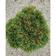 Сосна гірська Хейдеперле / Сосна Хейдеперле | Pinus mugo Heideperle | Сосна горная Хейдеперле / Сосна Хейдеперле