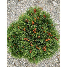 Сосна гірська Хейдеперле / Сосна Хейдеперле | Pinus mugo Heideperle | Сосна горная Хейдеперле / Сосна Хейдеперле