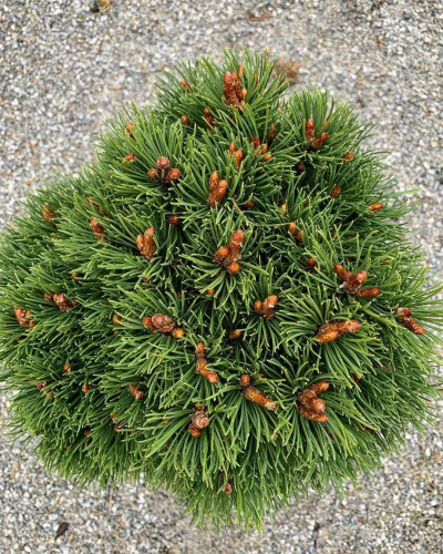 Сосна гірська Хейдеперле / Сосна Хейдеперле | Pinus mugo Heideperle | Сосна горная Хейдеперле / Сосна Хейдеперле
