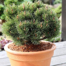 Сосна гірська Хейдеперле / Сосна Хейдеперле | Pinus mugo Heideperle | Сосна горная Хейдеперле / Сосна Хейдеперле