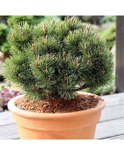 Сосна гірська Хейдеперле / Сосна Хейдеперле | Pinus mugo Heideperle | Сосна горная Хейдеперле / Сосна Хейдеперле