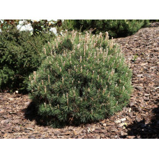 Сосна гірська Хейдеперле / Сосна Хейдеперле | Pinus mugo Heideperle | Сосна горная Хейдеперле / Сосна Хейдеперле