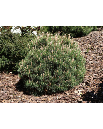 Сосна гірська Хейдеперле / Сосна Хейдеперле | Pinus mugo Heideperle | Сосна горная Хейдеперле / Сосна Хейдеперле