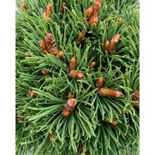 Сосна гірська Хейдеперле / Сосна Хейдеперле | Pinus mugo Heideperle | Сосна горная Хейдеперле / Сосна Хейдеперле