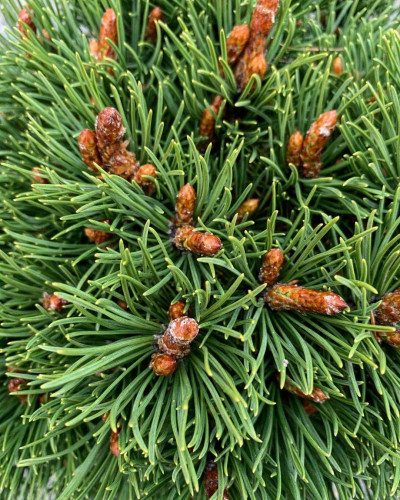 Сосна гірська Хейдеперле / Сосна Хейдеперле | Pinus mugo Heideperle | Сосна горная Хейдеперле / Сосна Хейдеперле
