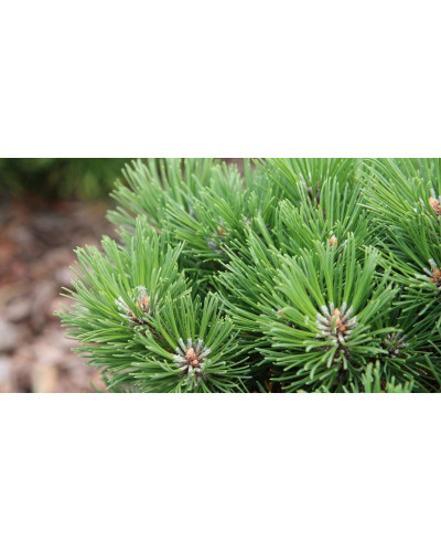 Сосна гірська Хейдеперле / Сосна Хейдеперле | Pinus mugo Heideperle | Сосна горная Хейдеперле / Сосна Хейдеперле