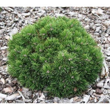 Сосна гірська Хейдеперле / Сосна Хейдеперле | Pinus mugo Heideperle | Сосна горная Хейдеперле / Сосна Хейдеперле