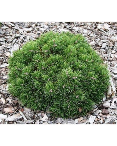 Сосна гірська Хейдеперле / Сосна Хейдеперле | Pinus mugo Heideperle | Сосна горная Хейдеперле / Сосна Хейдеперле
