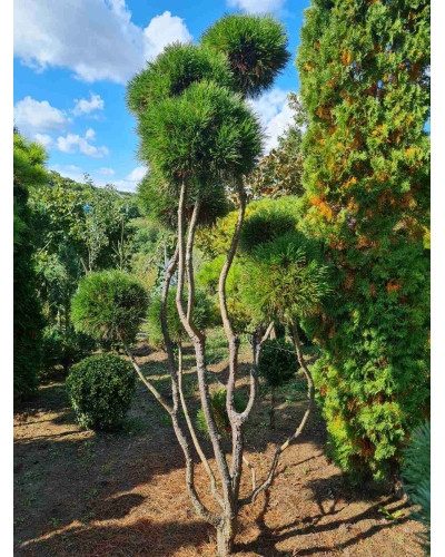 Сосна гірська Варелла (штамб) | Pinus mugo Varella (shtamb) | Сосна горная Варелла (штамб)