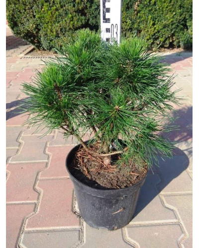 Сосна гірська Варелла (штамб) | Pinus mugo Varella (shtamb) | Сосна горная Варелла (штамб)