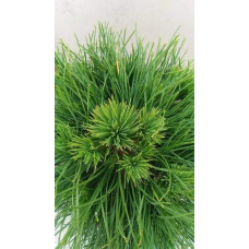 Сосна гірська Варелла (штамб) | Pinus mugo Varella (shtamb) | Сосна горная Варелла (штамб)