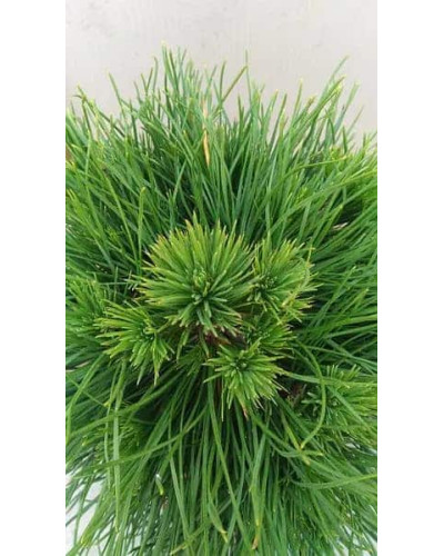 Сосна гірська Варелла (штамб) | Pinus mugo Varella (shtamb) | Сосна горная Варелла (штамб)