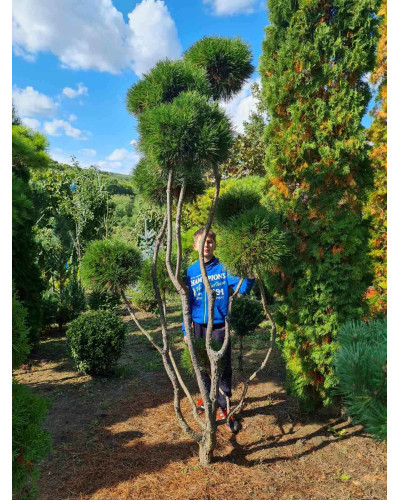 Сосна гірська Варелла (штамб) | Pinus mugo Varella (shtamb) | Сосна горная Варелла (штамб)