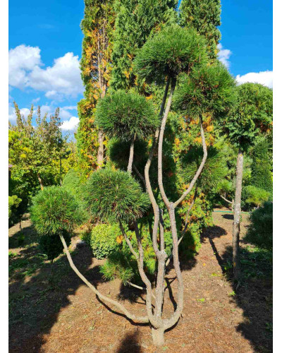 Сосна гірська Варелла (штамб) | Pinus mugo Varella (shtamb) | Сосна горная Варелла (штамб)