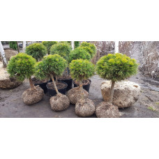 Сосна гірська Варелла (штамб) | Pinus mugo Varella (shtamb) | Сосна горная Варелла (штамб)