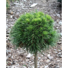 Сосна гірська Варелла (штамб) | Pinus mugo Varella (shtamb) | Сосна горная Варелла (штамб)