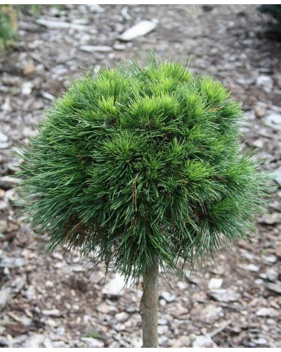 Сосна гірська Варелла (штамб) | Pinus mugo Varella (shtamb) | Сосна горная Варелла (штамб)