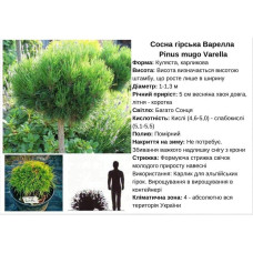 Сосна гірська Варелла (штамб) | Pinus mugo Varella (shtamb) | Сосна горная Варелла (штамб)