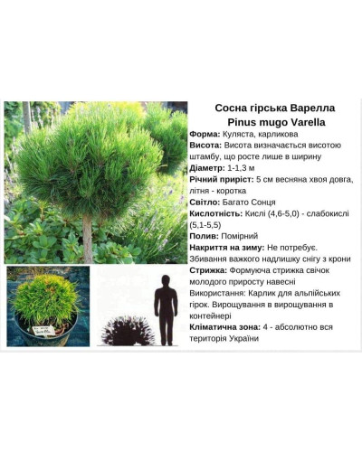 Сосна гірська Варелла (штамб) | Pinus mugo Varella (shtamb) | Сосна горная Варелла (штамб)