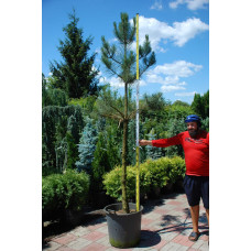 Сосна звичайна (штамб) | Сосна обыкновенная (штамб) | Pinus sylvestris (shtamb)