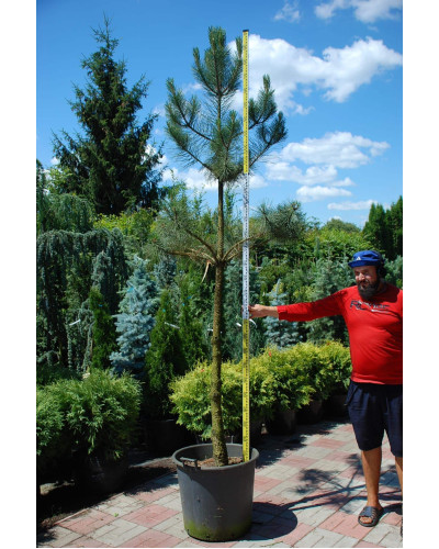 Сосна звичайна (штамб) | Сосна обыкновенная (штамб) | Pinus sylvestris (shtamb)