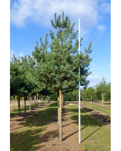 Сосна звичайна (штамб) | Сосна обыкновенная (штамб) | Pinus sylvestris (shtamb)