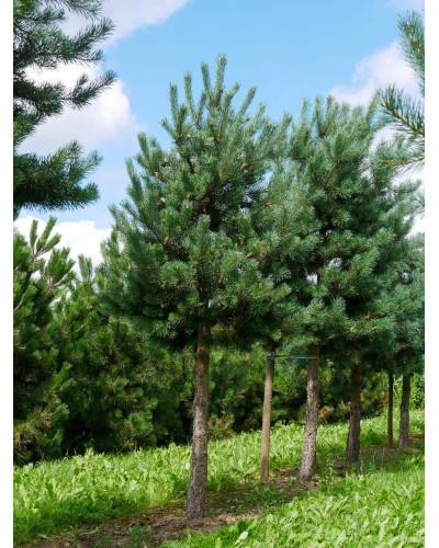 Сосна звичайна (штамб) | Сосна обыкновенная (штамб) | Pinus sylvestris (shtamb)