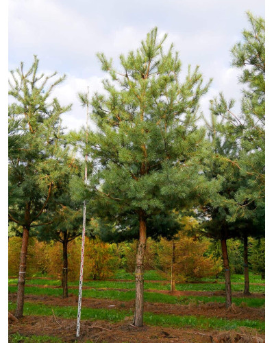 Сосна звичайна (штамб) | Сосна обыкновенная (штамб) | Pinus sylvestris (shtamb)