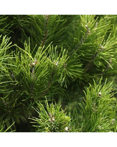 Сосна звичайна (штамб) | Сосна обыкновенная (штамб) | Pinus sylvestris (shtamb)