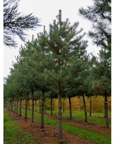 Сосна звичайна (штамб) | Сосна обыкновенная (штамб) | Pinus sylvestris (shtamb)