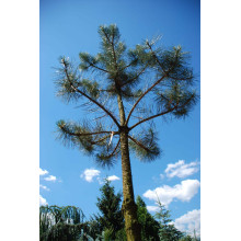 Сосна звичайна (штамб) | Сосна обыкновенная (штамб) | Pinus sylvestris (shtamb)