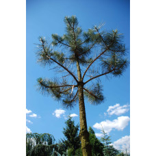 Сосна звичайна (штамб) | Сосна обыкновенная (штамб) | Pinus sylvestris (shtamb)