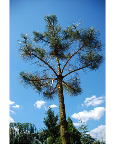 Сосна звичайна (штамб) | Сосна обыкновенная (штамб) | Pinus sylvestris (shtamb)