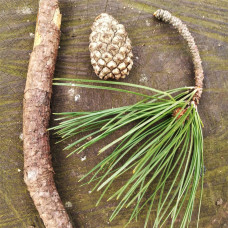 Сосна звичайна (штамб) | Сосна обыкновенная (штамб) | Pinus sylvestris (shtamb)