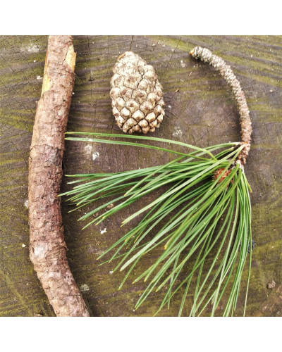 Сосна звичайна (штамб) | Сосна обыкновенная (штамб) | Pinus sylvestris (shtamb)