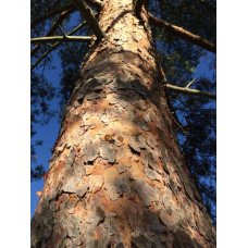 Сосна звичайна (штамб) | Сосна обыкновенная (штамб) | Pinus sylvestris (shtamb)