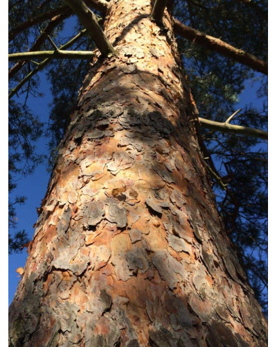 Сосна звичайна (штамб) | Сосна обыкновенная (штамб) | Pinus sylvestris (shtamb)